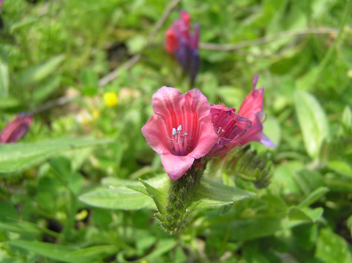 Echium plantagineum / Viperina plantaginea